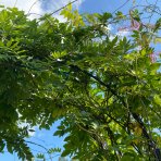 Vistéria čínska (Wisteria Sinensis) ´PROLIFIC´(-22°C) - 230cm, kont. 2xC60L – BRÁNA 